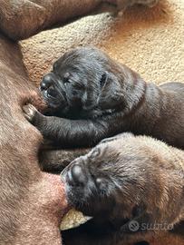 Cuccioli cane corso