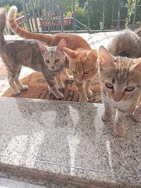 Gattini