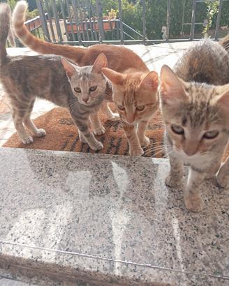 Gattini