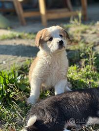 Cuccioli abituati ai bambini