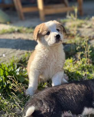 Cuccioli abituati ai bambini