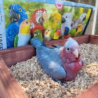Pappagallo Cacatua Rosecapilla DA IMBECCO