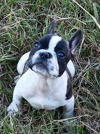 Bulldog francese