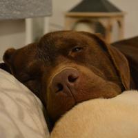 Labrador da accoppiamento