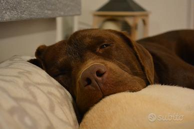 Labrador da accoppiamento