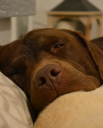 Labrador da accoppiamento