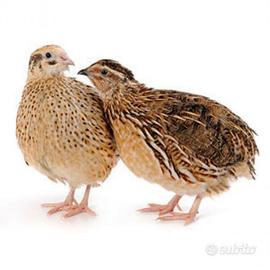 Quaglie jumbo
