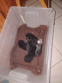 Gattini
