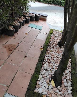 CIOTTOLI SASSI PIETRE DECORATIVE BIANCO E ROSSO