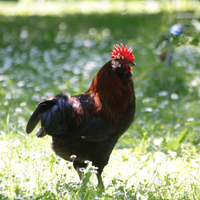 Gallo Olive Egger