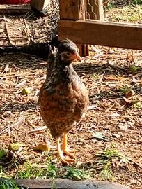 Gallina Legbar uova celesti