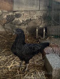 Ayam Cemani