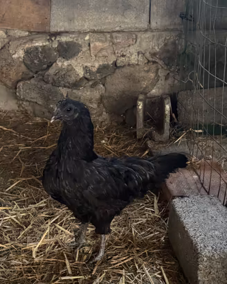 Ayam Cemani