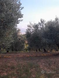 terreno agricolo