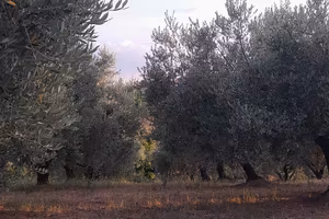 terreno agricolo