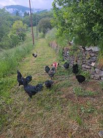 Gallo cemani
