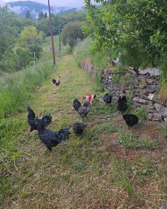 Gallo cemani