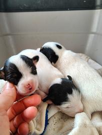 Jack russell