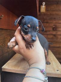 Pinscher toy