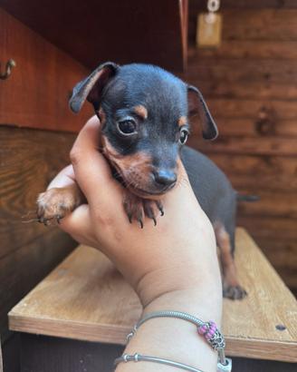 Pinscher toy