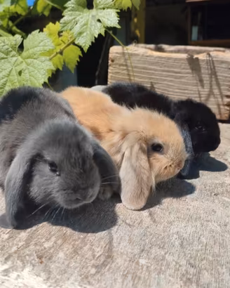 Conigli minilop