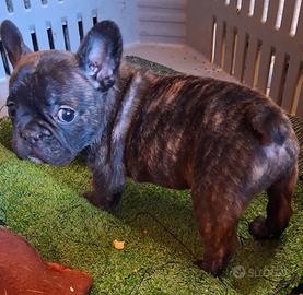 Cucciolo maschio di bulldog francese