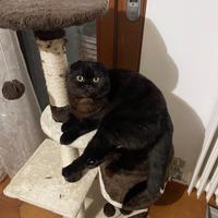 Monta gatto