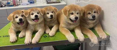 Cuccioli di AKITA