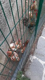 galline più gallo 