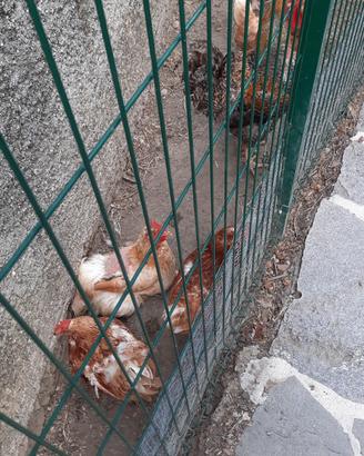 galline più gallo 