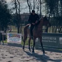 Cavalla 4 anni