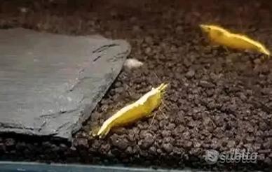 Caridine, Guppy e planorbelle