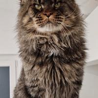 Maine coon monta accoppiamento