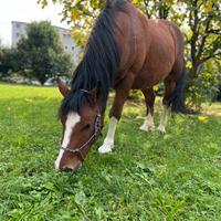 Doppio pony castrone 5 anni