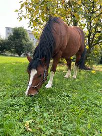 Doppio pony castrone 5 anni