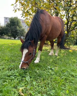 Doppio pony castrone 5 anni