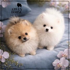 Cucciolo di Spitz nano tedesco (Pomerania)