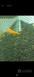 Gamberetti Orange Sakura