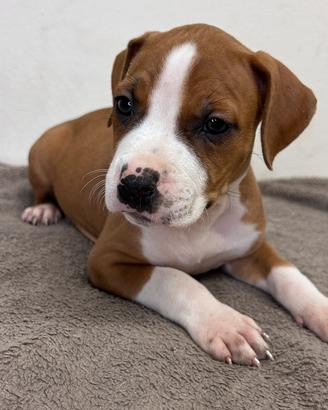 Cucciola femmina pitbull