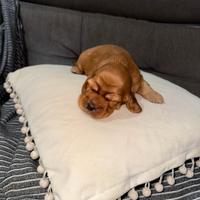 Cuccioli cocker spaniel