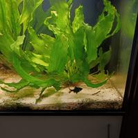 Piante per acquario