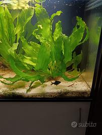 Piante per acquario