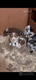 cuccioli Pastore Australiano 