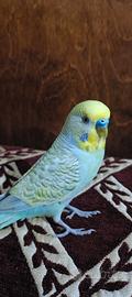 Cocorita