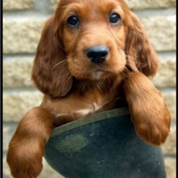 Cocker Spaniel