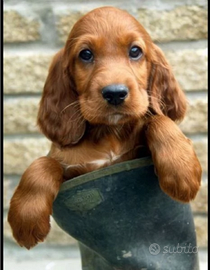 Cocker Spaniel