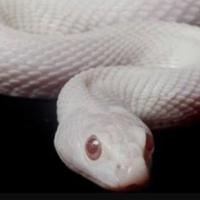  Pantherophis guttatus