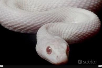  Pantherophis guttatus