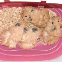 Cuccioli di Cavia peruviana california