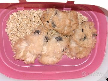 Cuccioli di Cavia peruviana california